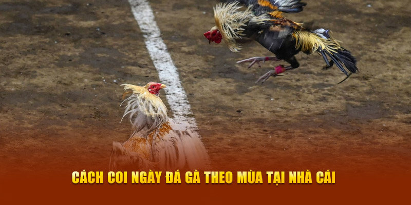 Cách coi ngày đá gà theo mùa tại nhà cái