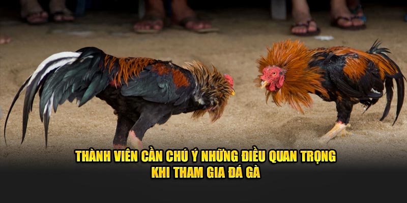 Thành viên cần chú ý những điều quan trọng khi tham gia đá gà